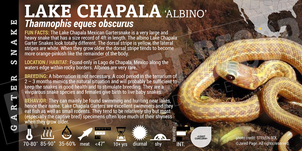 Thamnophis eques obscurus 'Lake Chapala Garter' Snake