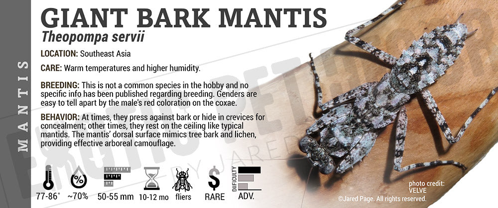 Theopompa servii 'Giant Bark' Mantis