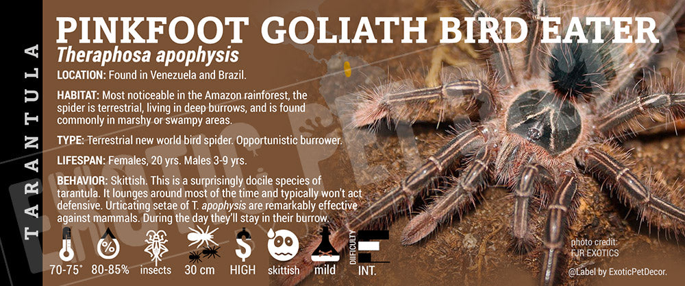 Theraphosa apophysis 'Pink Toe Goliath Bird Eater' Tarantula