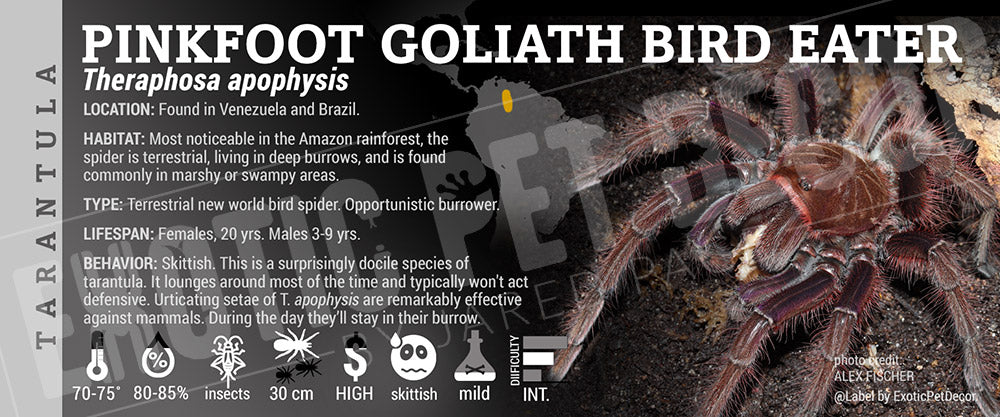 Theraphosa apophysis 'Pink Toe Goliath Bird Eater' Tarantula