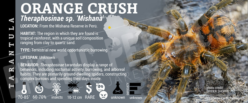 Theraphosinae sp. 'Mishana Orange Crush' Tarantula label