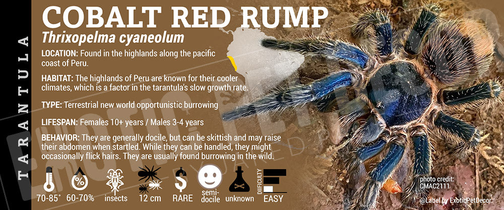 Thrixopelma cyaneolum 'Cobalt Red Rump' Tarantula label