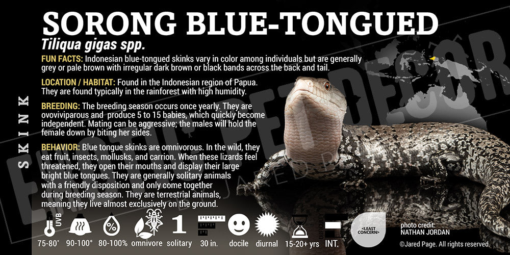 Tiliqua gigas 'Blue Tongue' Skink