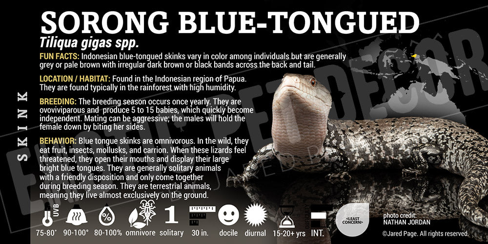 Tiliqua gigas 'Blue Tongue' Skink