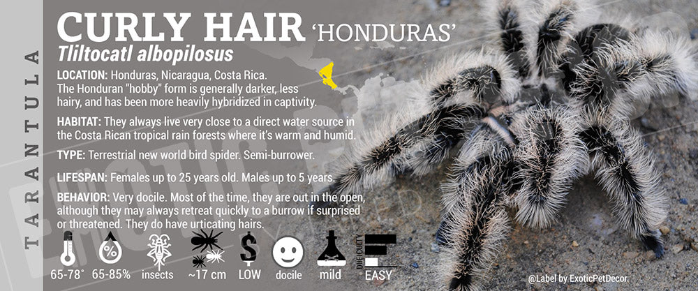 Tliltocatl albopilosus 'Curly Hair' Tarantula