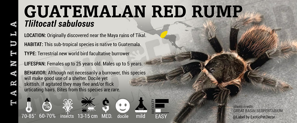 Tliltocatl sabulosus 'Guatemalan Red Rump' Tarantula