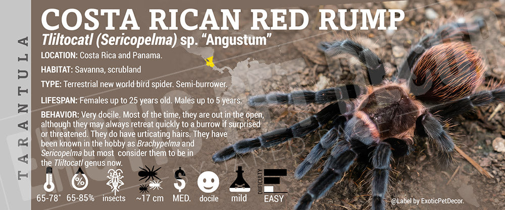 Tliltocatl (Sericopelma) sp. "Angustum" 'Costa Rican Red Rump' Tarantula label