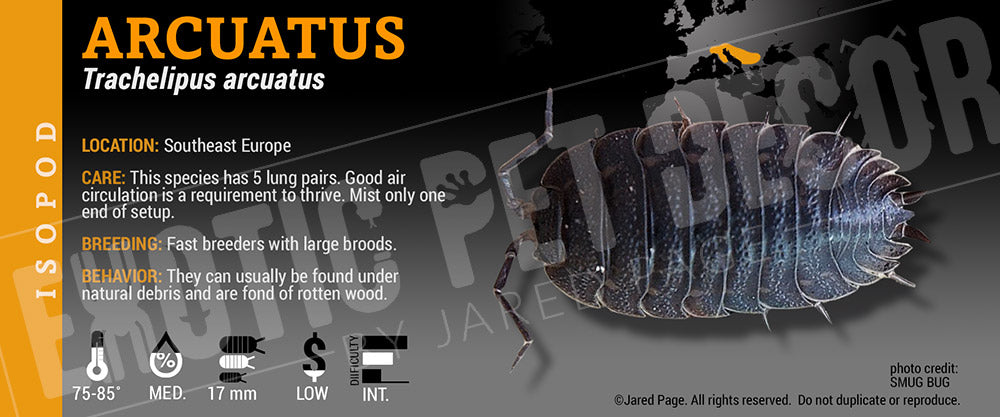 Trachelipus arcuatus isopod label
