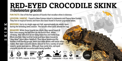 Tribolonotus gracilis 'Red Eye Crocodile' Skink