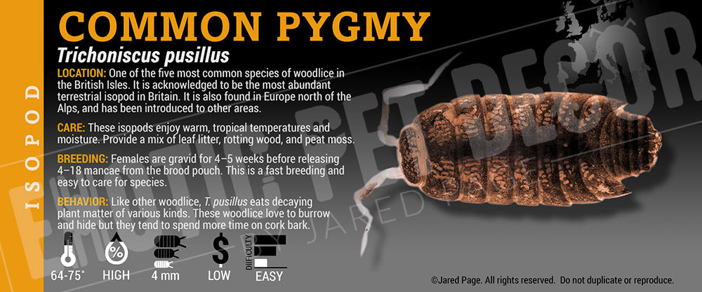 Trichoniscus pusillus 'Common Pygmy Woodlouse' Isopod label