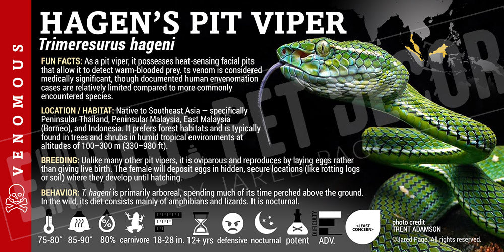 Trimeresurus hageni 'Hagen's Pit Viper' label