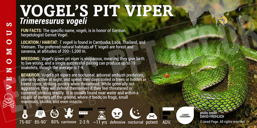 Trimeresurus vogeli 'Vogel's Pit Viper' label