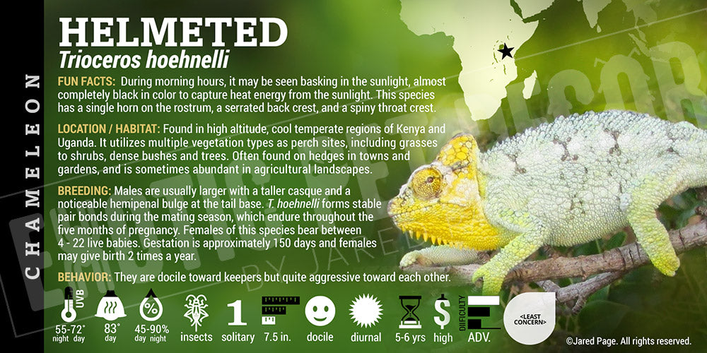 Trioceros hoehnelli 'Helmeted' Chameleon