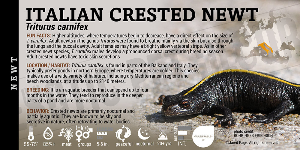 Triturus carnifex 'Italian Crested Newt' label