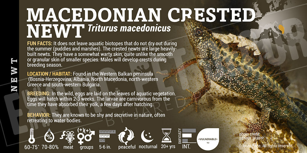 Triturus macedonicus 'Macedonian Crested Newt' label