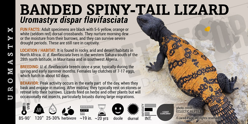 Uromastyx dispar flavifasciata 'Banded Spiny Tailed' Lizard label
