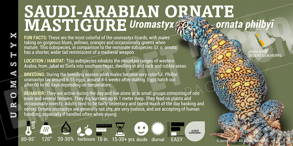 Uromastyx ornata philbyi 'Arabian Blue Ornate' Uromastyx