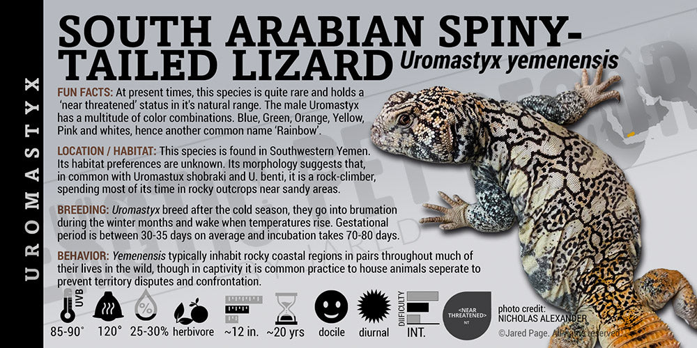 Uromastyx yemenensis 'South Arabian Spiny Tailed' Lizard label