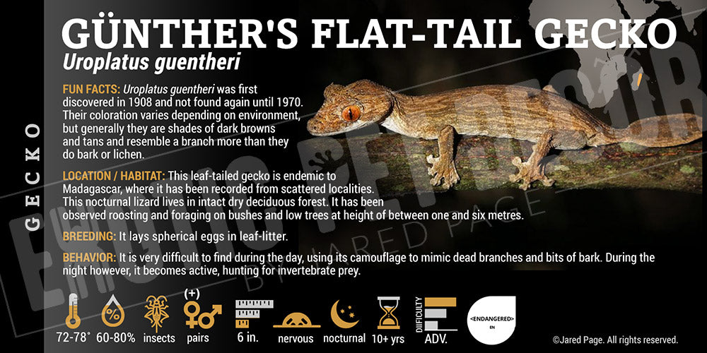 Uroplatus guentheri 'Günther's Flat Tail' Gecko