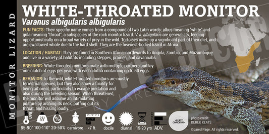 Varanus albigularis albigularis 'Mozambique White-Throated Rock Monitor' Lizard