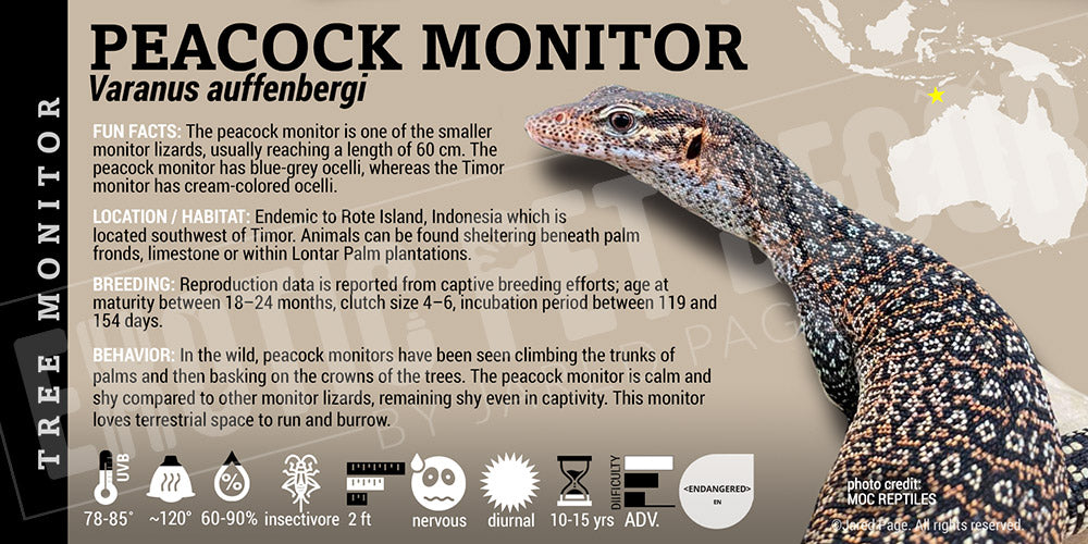 Varanus auffenbergi 'Peacock Monitor' Lizard