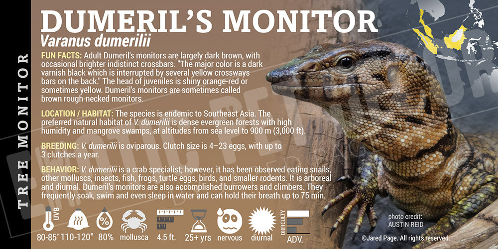 Varanus dumerilii 'Dumeril's Monitor' Lizard label
