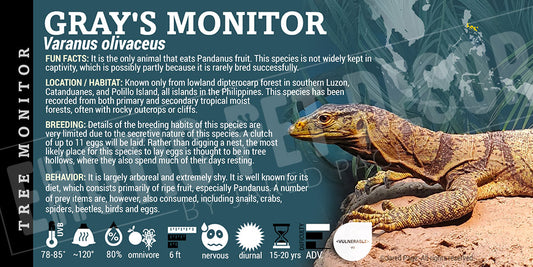 Varanus olivaceus 'Gray's Monitor' Lizard
