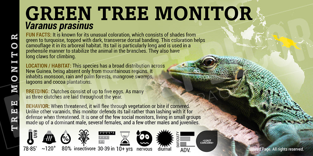 Varanus prasinus 'Green Tree Monitor' Lizard