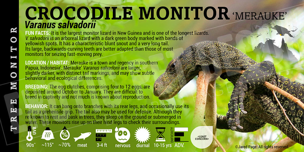 Varanus salvadorii 'Crocodile Monitor' Lizard