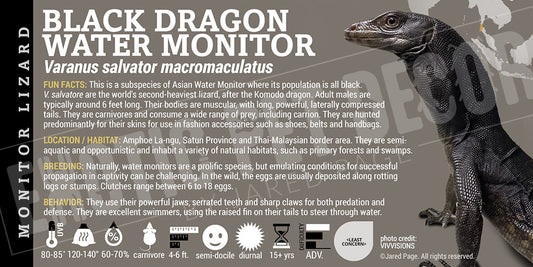 Varanus salvator komaini 'Black Dragon Water Monitor' Lizard