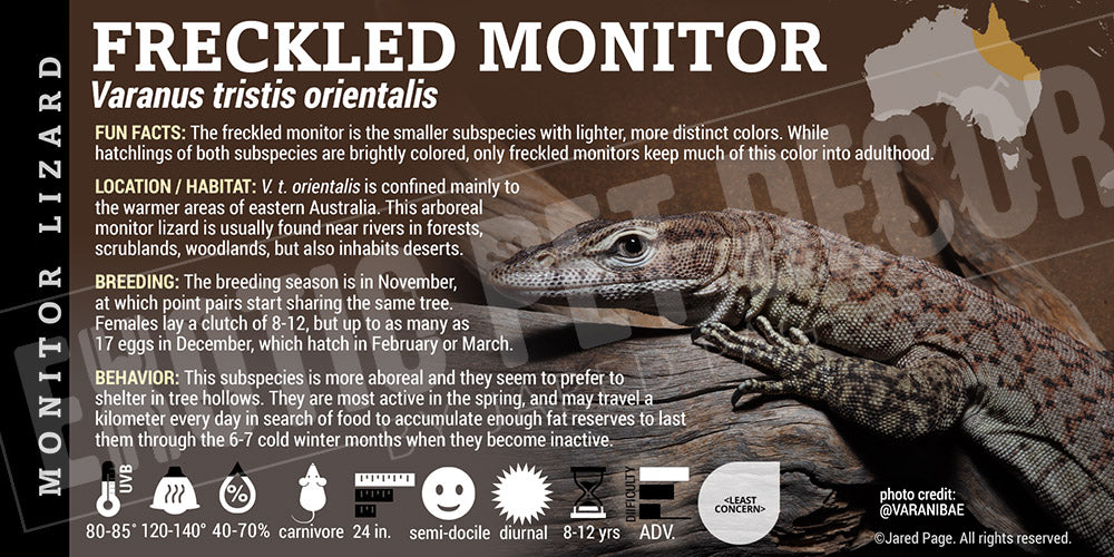 Varanus tristis orientalis 'Freckled Monitor' Lizard