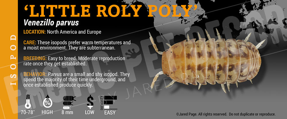 Venezillo parvus 'Little Roly Poly' isopod label