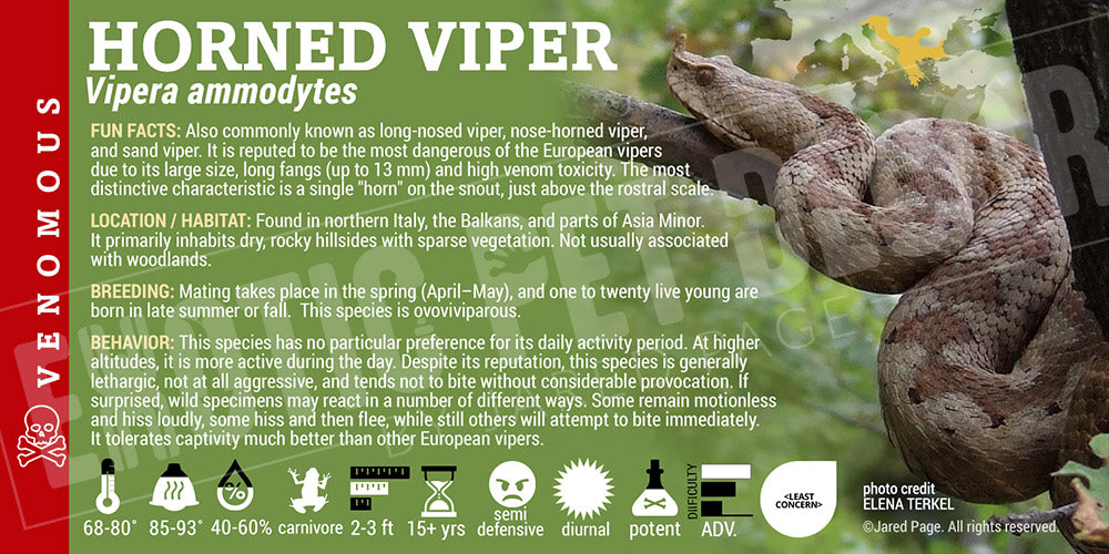 Vipera ammodytes 'Nose-horned Viper' Snake label