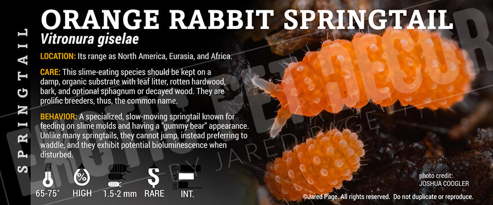 Vitronura giselae 'Orange Rabbit' Springtail label