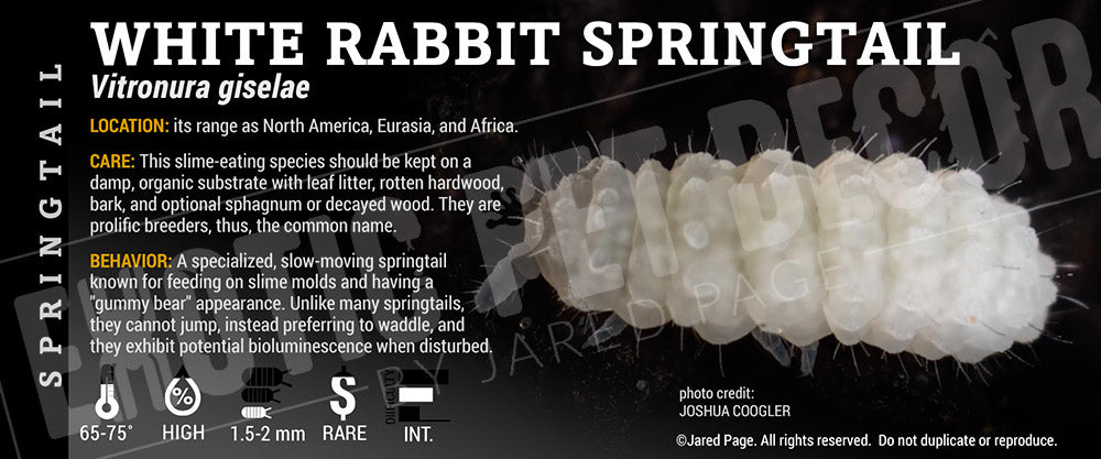 Vitronura giselae 'White Rabbit' Springtail label