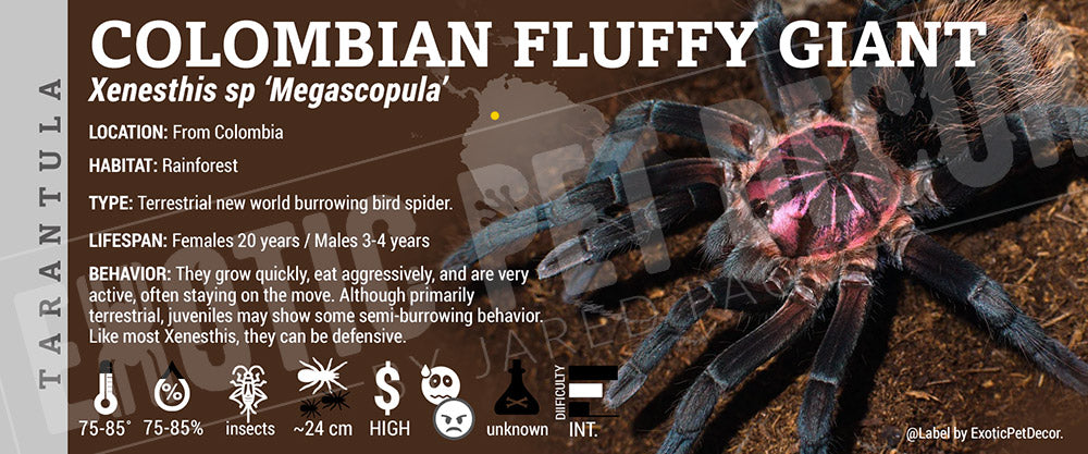 Xenesthis sp. Megascopula 'Colombian Fluffy Giant' Tarantula label