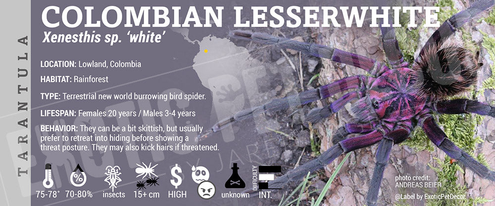 Xenesthis sp. white 'Colombian Lesserwhite' Tarantula label