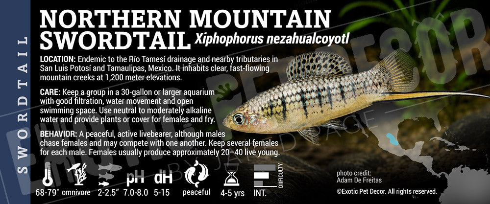 Xiphophorus nezahualcoyotl 'Northern Mountain Swordtail' Fish label