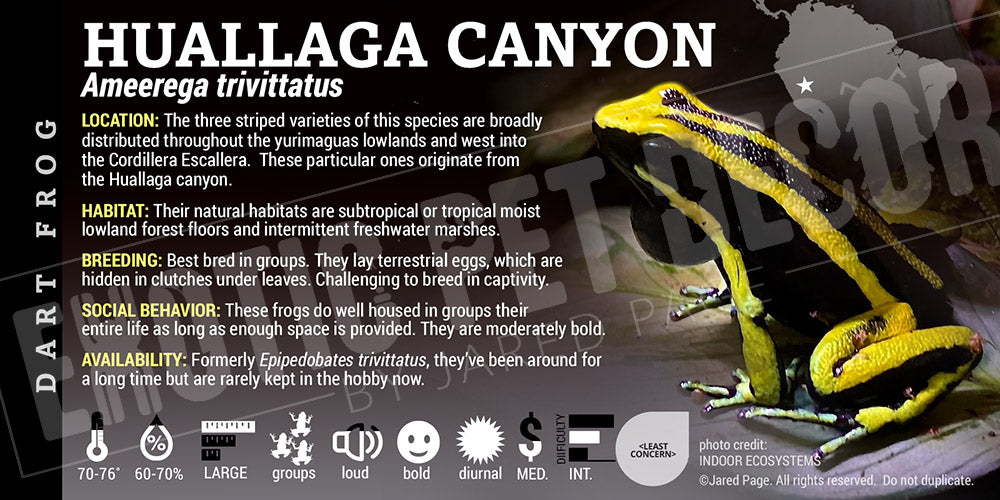 Ameerega trivittatus 'Huallaga Canyon' Dart Frog Label