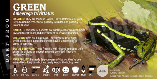 Ameerega trivittatus 'Green' Dart Frog Label
