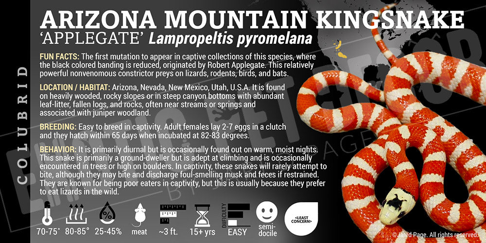 Lampropeltis pyromelana 'Arizona Mountain Kingsnake'