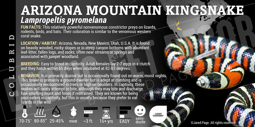 Lampropeltis pyromelana 'Arizona Mountain Kingsnake'