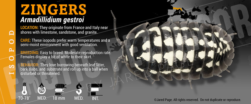 Armadillidium gestroi 'Gold Spot' isopod label