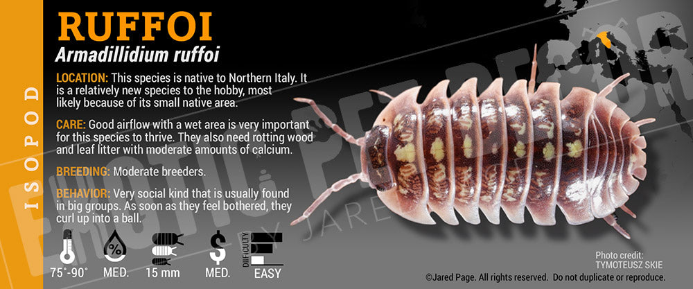 Armadillidium ruffoi isopod label