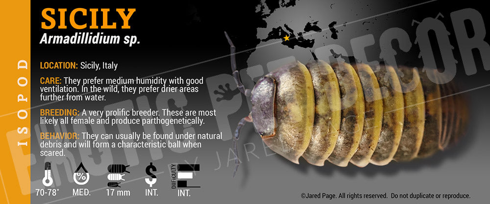 Armadillidium sp 'Sicily' isopod label