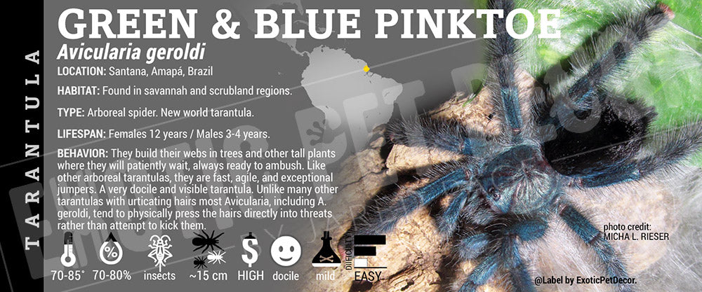 Avicularia geroldi 'Green and Blue Pinktoe' Tarantula label