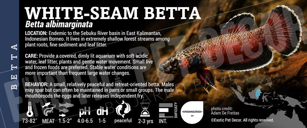 Betta albimarginata 'White-Seam Betta' Fish label