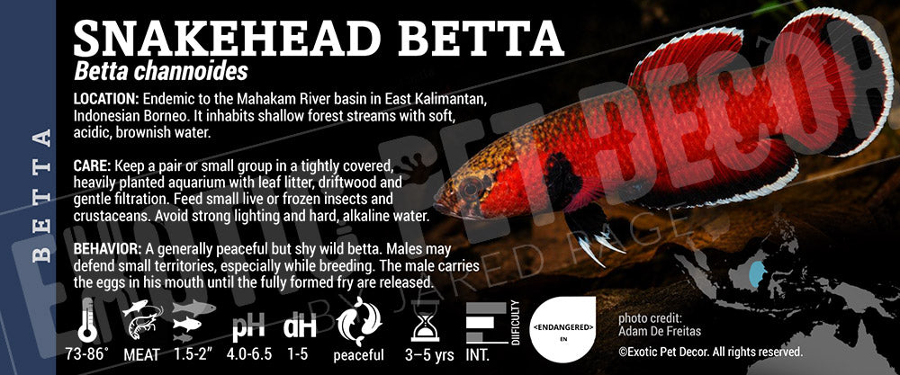 Betta channoides 'Snakehead Betta' Fish label