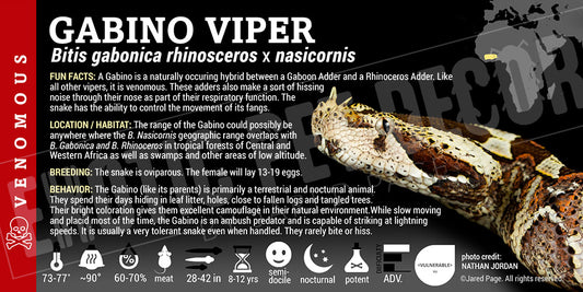 Bitis gabonica rhinosceros x nasicornis 'Gabino' Viper