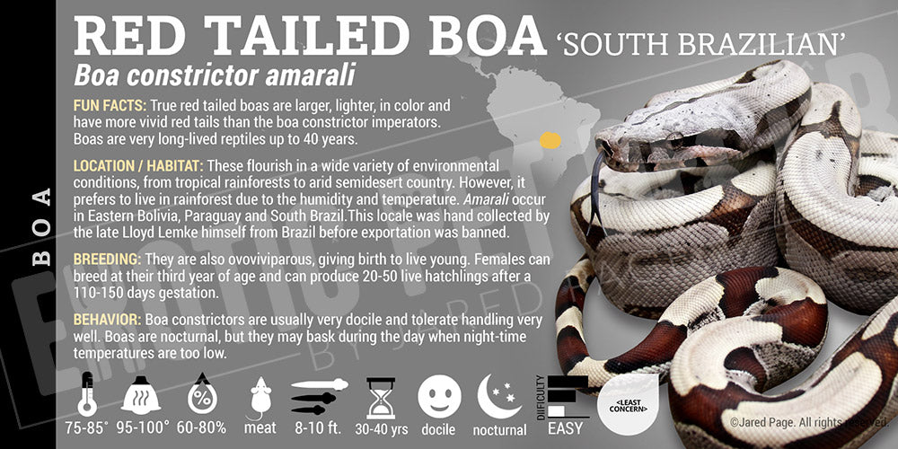 Boa constrictor amarali 'Short-tailed Boa' Snake label
